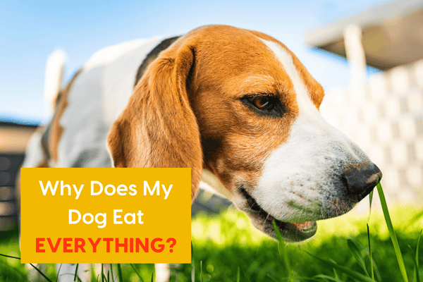 Why Does My Dog Eat Everything? + 7 Ways to Stop It! | Pupford