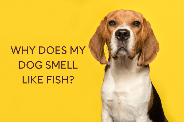 Why Does My Dog Smell Like Fish? 4 Likely Reasons | Pupford