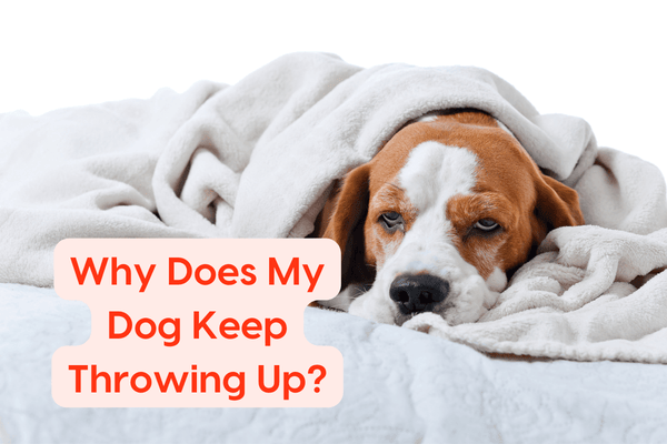Why Does My Dog Keep Throwing Up? | Pupford