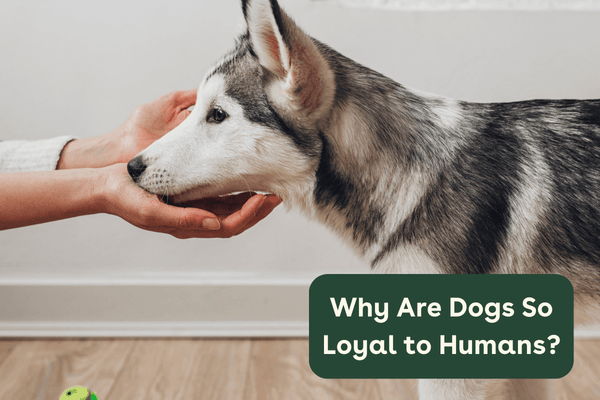 Why Are Dogs So Loyal to Humans? | Pupford