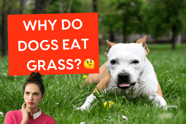 Why Do Dogs Eat Grass + Should You Let Your Dog Eat Grass? | Pupford