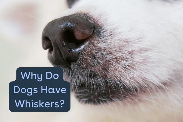 Why Do Dogs Have Whiskers? | Pupford