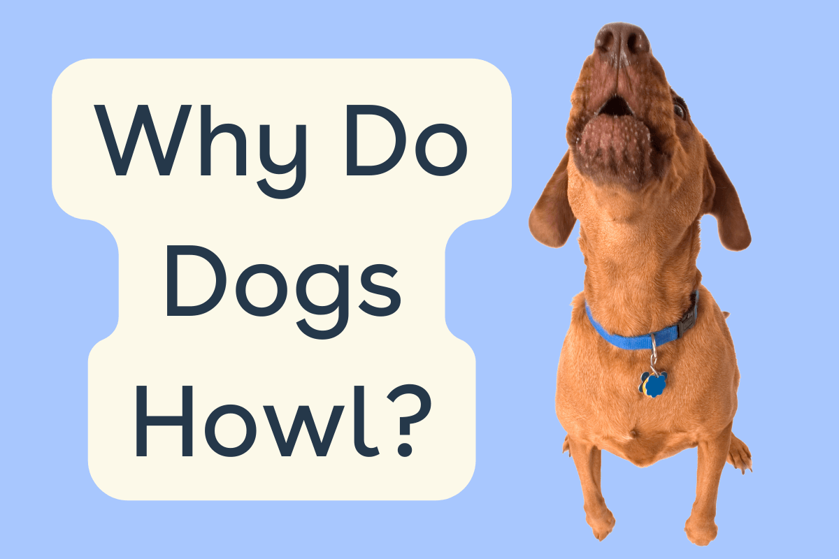 Illustration of Why Do Dogs Howl When They Re Anxious