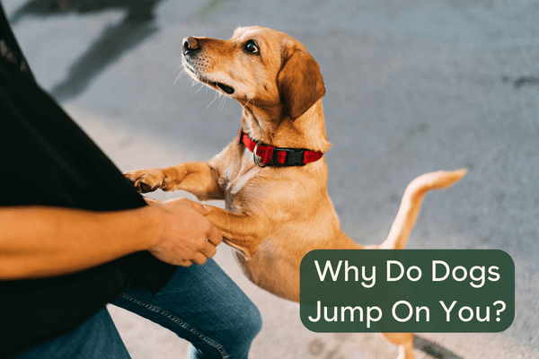 Why Do Dogs Jump On You? 5 Interesting Explanations & 3 Tips to Stop It | Pupford