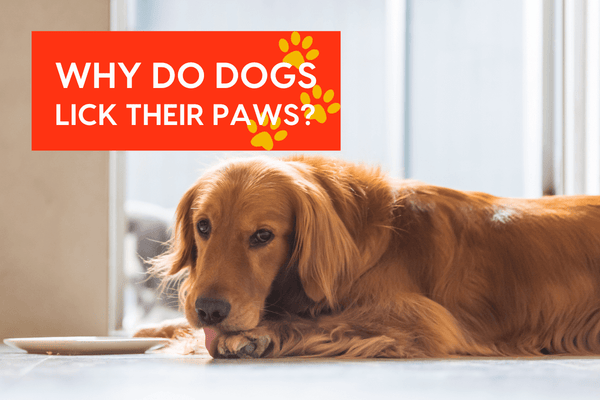 Why Do Dogs Lick Their Paws? 6 Reasons + How to Reduce It | Pupford