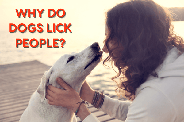 Why Do Dogs Lick People? 5 Interesting Reasons | Pupford