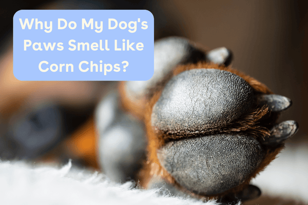 Why Do My Dog's Paws Smell Like Corn Chips? | Pupford