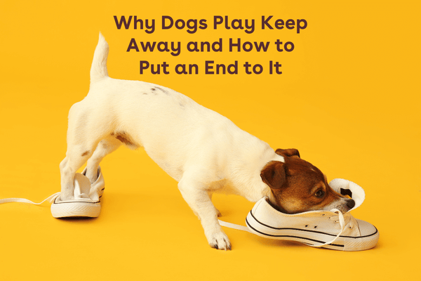 Why Dogs Play Keep Away and How to Put an End to It | Pupford