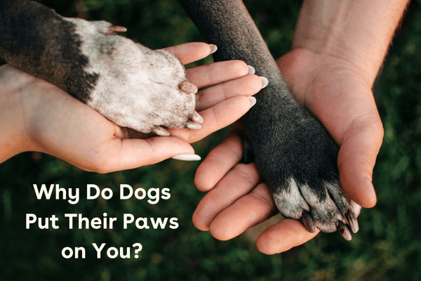 Why Do Dogs Put Their Paws on You? | Pupford