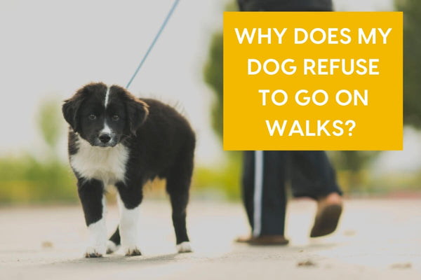My Dog Doesn't Want to Walk! 5 Reasons Why + What to Do | Pupford