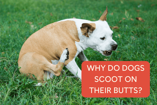 Dog Scooting Their Butt? Here's Why + What to Do If Dog Scoots | Pupford
