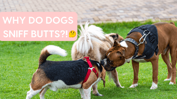 Why Do Dogs Sniff Butts? 7 Fascinating Things to Know About Backside Smells | Pupford