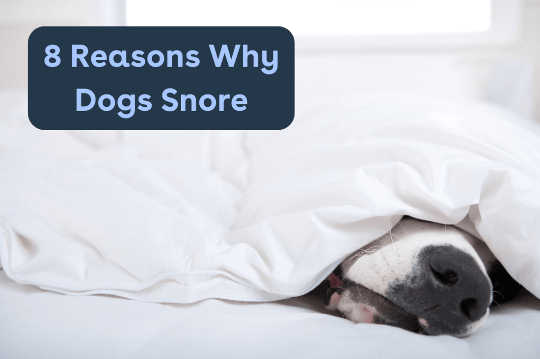 8 Reasons Why Dogs Snore | Pupford