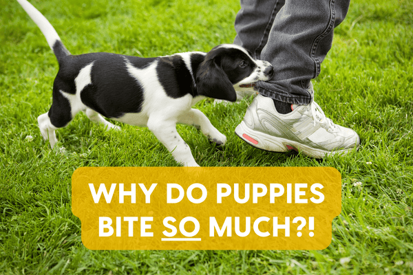 Why Do Puppies Bite So Much?! 9 Explanations + How Long It Lasts | Pupford