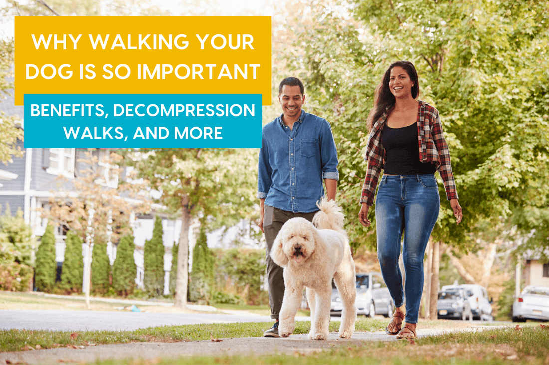 Why Dogs Need Walks + Decompression Walks for Dogs | Pupford