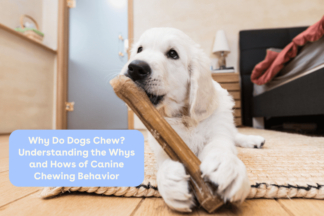 Why Do Dogs Chew? Understanding the Why's and How's of Canine Chewing Behavior