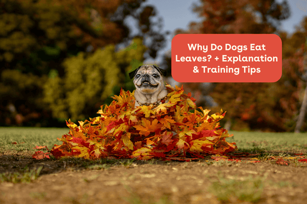 Why Do Dogs Eat Leaves? Common Reasons + How to Stop It | Pupford