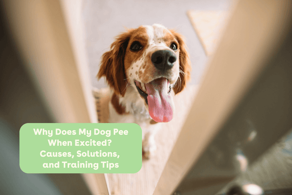My Dog Pees When Excited! Here's Why + How to Stop It | Pupford