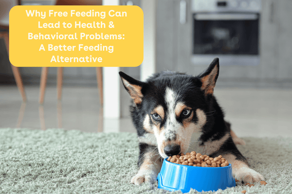 Free Feeding Dogs: Hidden Dangers + What to Do Instead | Pupford
