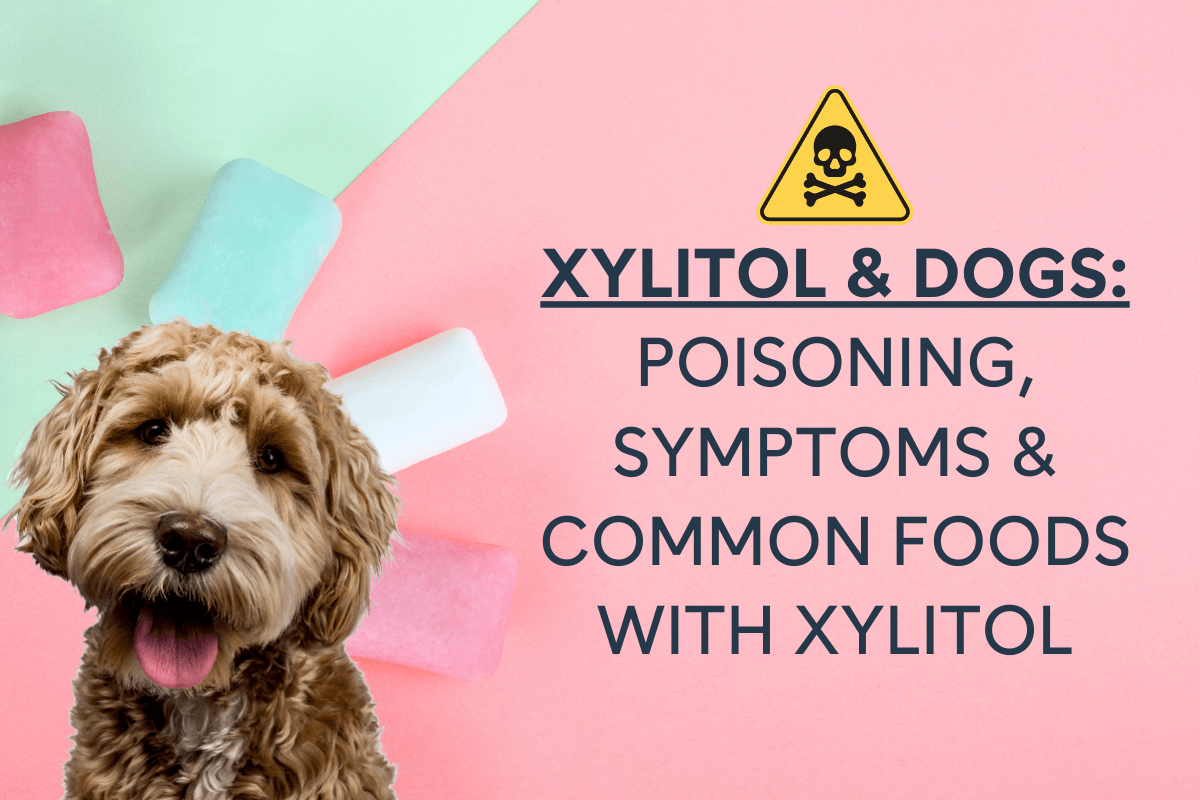 A closer look at Xylitol Toxic Effects In Dogs