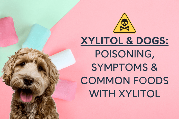 Is Xylitol Bad for Dogs? + Foods with Xylitol & Toxicity Calculator | Pupford