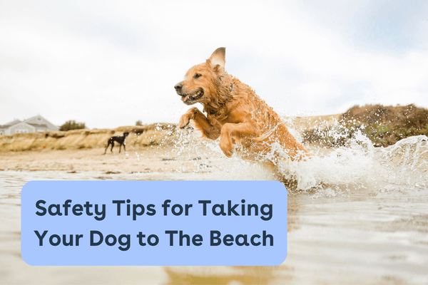 Safety Tips for Taking Your Dog to The Beach | Pupford