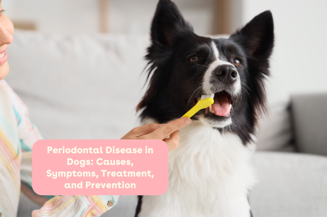 Periodontal Disease in Dogs: Causes, Symptoms, Treatment, and Prevention | Pupford