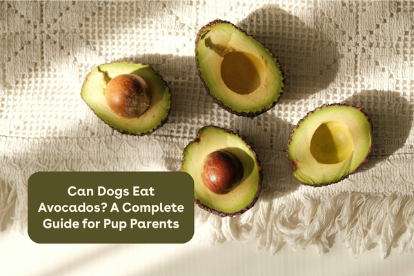 Can Dogs Eat Avocados? A Complete Guide for Pup Parents | Pupford
