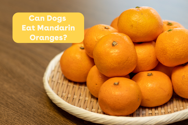 Can Dogs Eat Mandarin Oranges? | Pupford