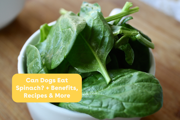 Can Dogs Eat Spinach? + Benefits, Recipes & More | Pupford