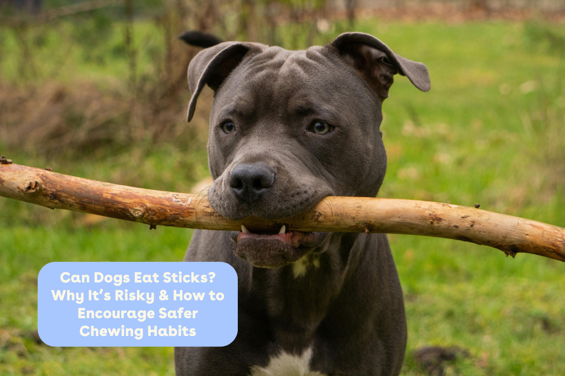  a dog eating a stick with the text 'can dogs eat sticks' | Pupford
