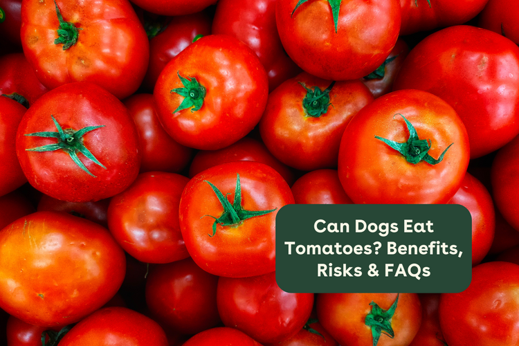Can Dogs Eat Tomatoes Benefits Risks FAQs Pupford Can dogs eat tomatoes benefits risks faqs pupford