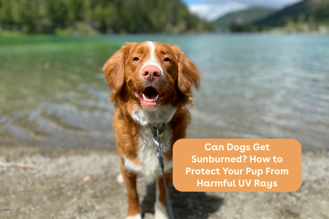 Can Dogs Get Sunburned? How to Protect Your Pup From Harmful UV Rays | Pupford
