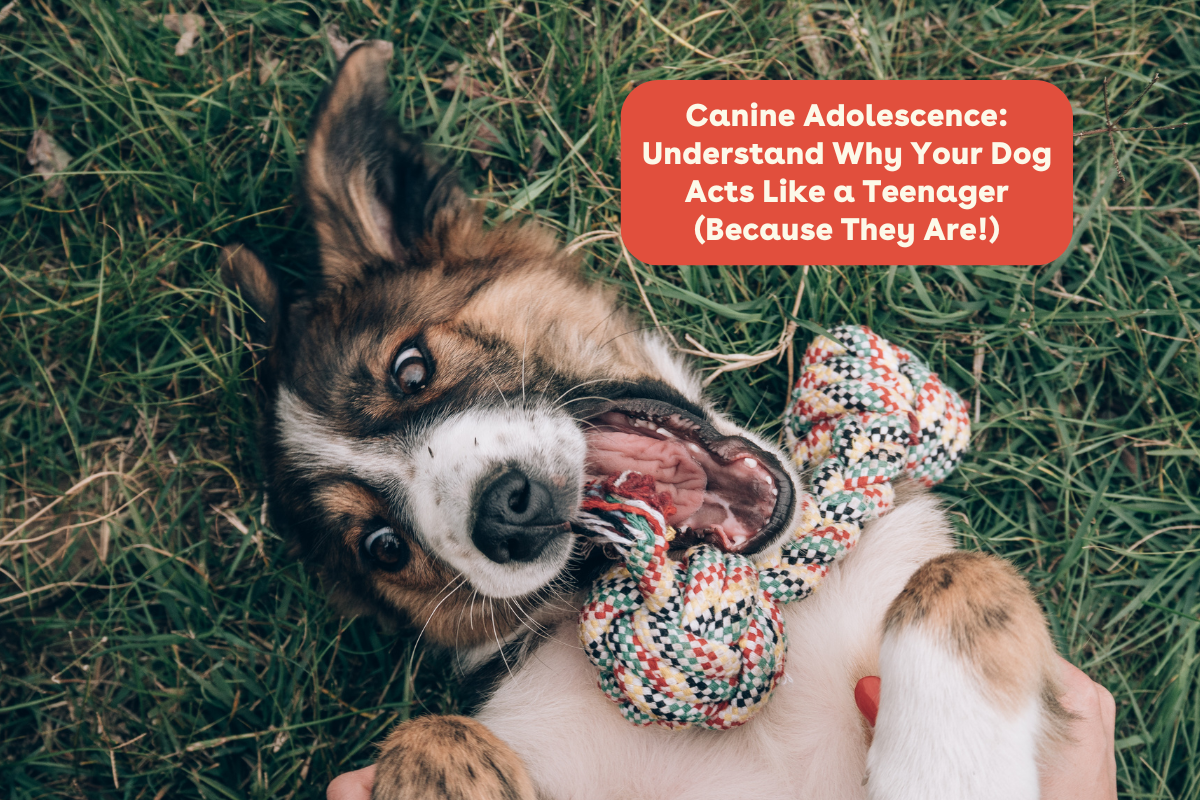 Canine Adolescence: Understand Why Your Dog Acts Like a Teenager Canine Adolescence: Understand Why Your Dog Acts Like a Teenager