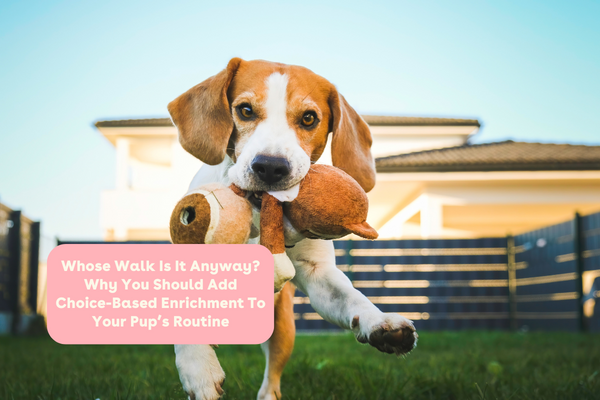 Whose Walk Is It Anyway? Why You Should Add Choice-Based Enrichment To Your Pup’s Routine | Pupford
