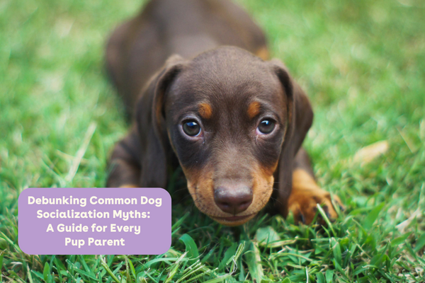 Debunking Common Dog Socialization Myths: A Guide for Every Pup Parent | Pupford