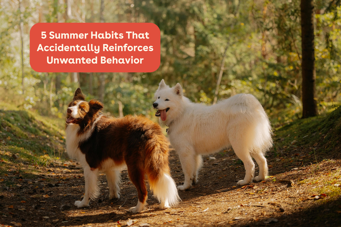 5 Summer Habits That Accidentally Reinforce Unwanted Behavior | Pupford