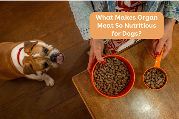 What Makes Organ Meat So Nutritious for Dogs? | Pupford