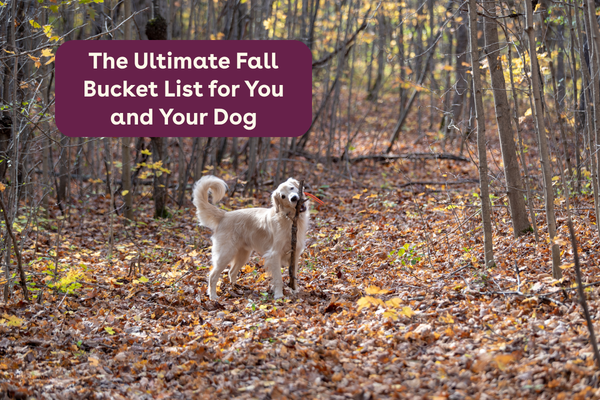 The Ultimate Fall Bucket List for You and Your Dog | Pupford