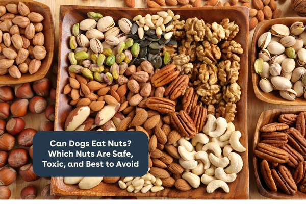 Can Dogs Eat Nuts? Which Nuts Are Safe, Toxic, and Best to Avoid | Pupford