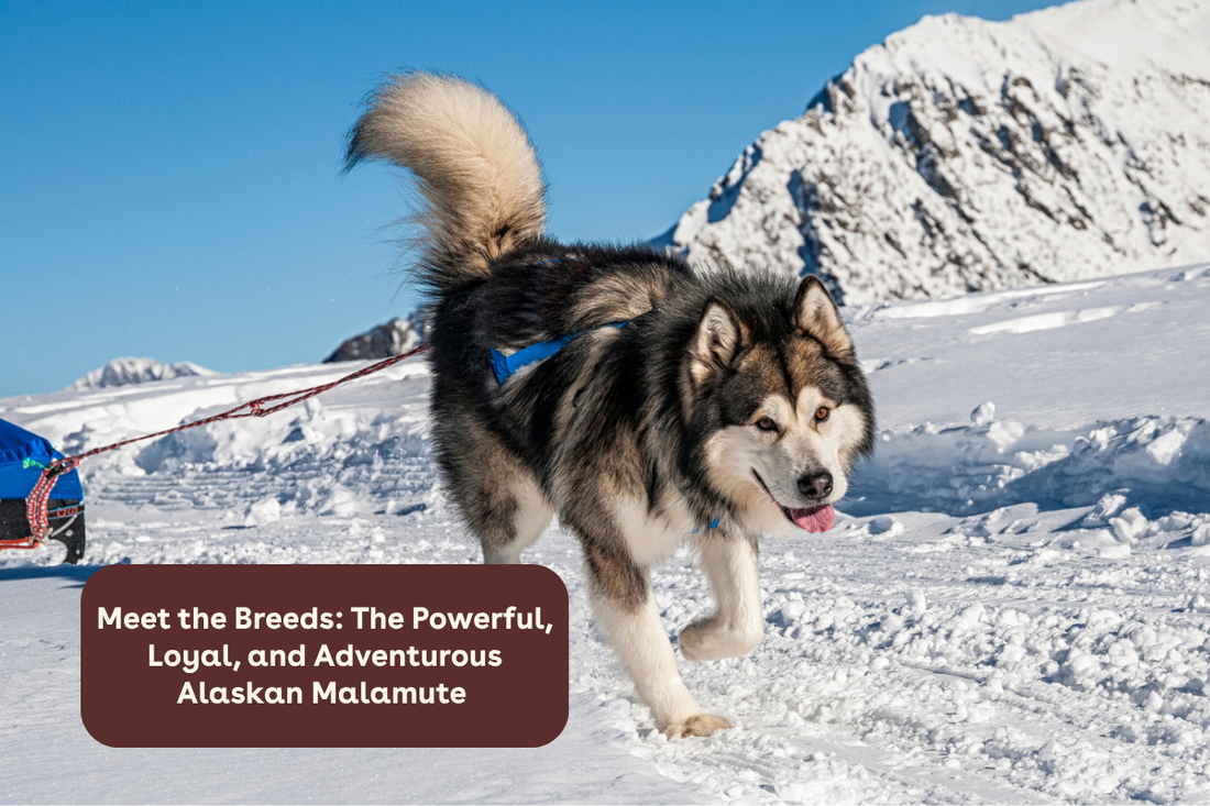 Meet the Breeds: The Powerful, Loyal, and Adventurous Alaskan Malamute | Pupford