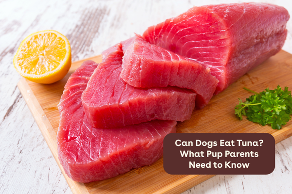 Can Dogs Eat Tuna? What Pup Parents Need to Know | Pupford