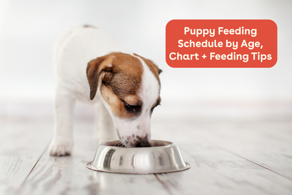 Puppy Feeding Schedule by Age, Chart + Feeding Tips | Pupford