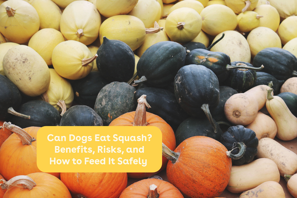 Can Dogs Eat Squash? Benefits, Risks, and How to Feed It Safely | Pupford