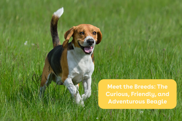 Meet the Breeds: The Curious, Friendly, and Adventurous Beagle | Pupford