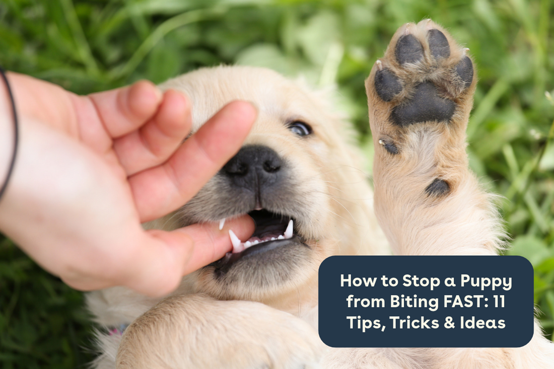 How to Stop a Puppy from Biting FAST: 11 Tips, Tricks & Ideas | Pupford
