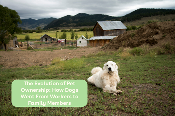 The Evolution of Pet Ownership: How Dogs Went From Workers to Family Members | Pupford