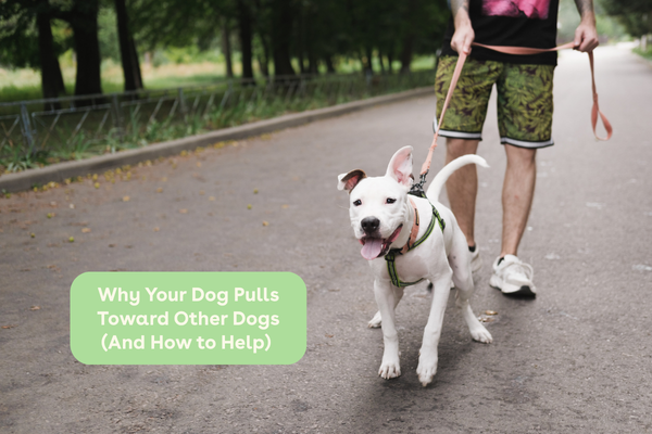 Why Your Dog Pulls Toward Other Dogs (And How to Help) | Pupford
