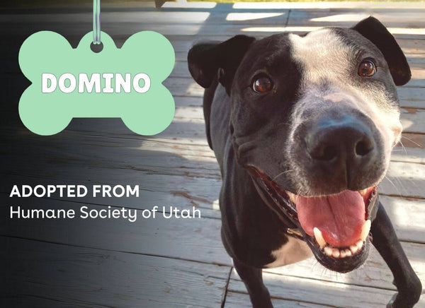 Shelter Stories: Meet Domino | Pupford