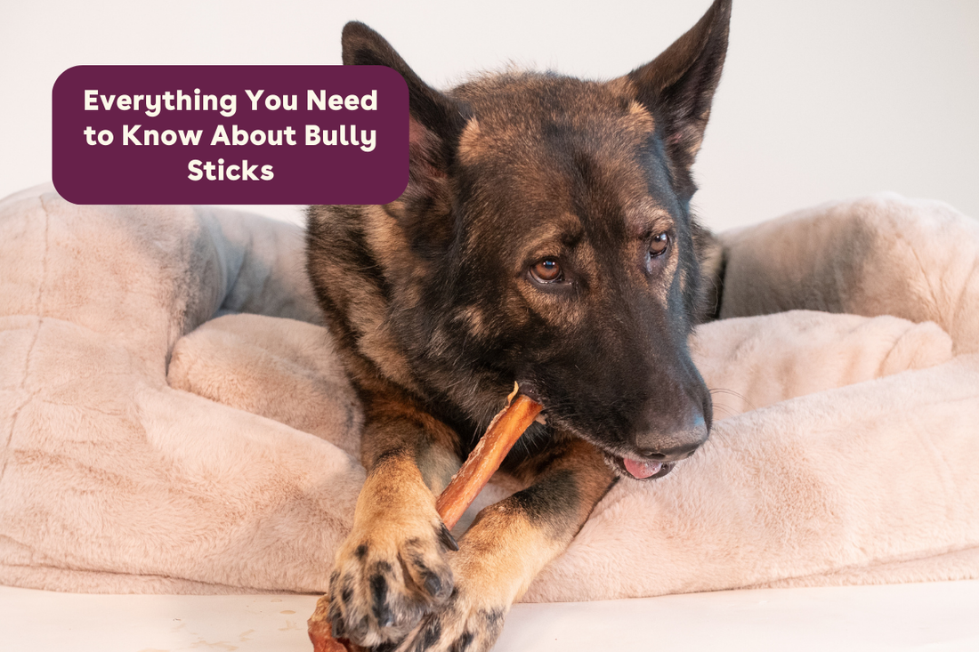 Everything You Need to Know About Bully Sticks | Pupford
